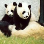 Pandy velké