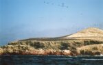 Ptáci na Islas Ballestas