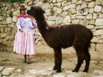 Indiánka s lamou na ostrově Slunce