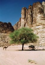 Poušť Wadi Rum - zastávka u pramene