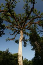 Ceiba - národní strom Guatemaly