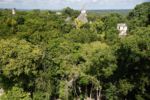 Tikal 2