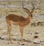 Antilopa Impala
