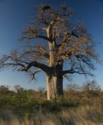 Baobab