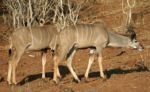 Chobe - Kudu