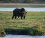 Chobe - buvol