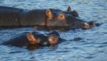 Chobe - hroši