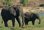 Chobe - sloni