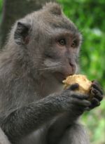 Opice v Monkey Forest 1