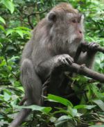 Opice v Monkey Forest 2