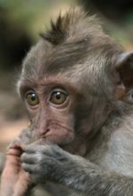 Opice v Monkey Forest 3