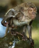 Opice v Monkey Forest 4