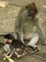 Opice v Monkey Forest 5