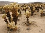 Joshua Tree 1