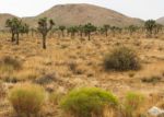 Joshua Tree 2