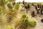 Joshua Tree 3