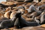 Molo Pier 39 v San Franciscu a lachtani na něm Molo Pier 39 v San Franciscu a lachtani na něm
