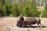 Yellowstone - bizoni