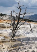 Yellowstone - vápencové terasy Yellowstone - vápencové terasy