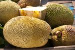 Džekfruit 1