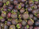 Mangostan