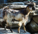 Koza v Dharamsale