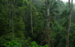 Deštný prales cestou z Penang Hill 1