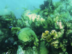 Varadero - pod hladinou 2