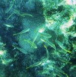 Varadero - pod hladinou 3