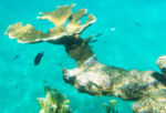 Varadero - pod hladinou 4