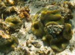 Varadero - pod hladinou 5