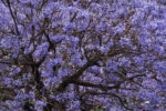 Buenos Aires - Jacaranda