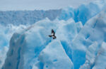 Perito Moreno 4
