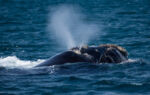 Pozorování velryb u poloostrova Valdes 1 Pozorování velryb u poloostrova Valdes 1