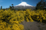 Sopka Osorno