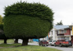 Strom v Punta Arenas ostříhaný podle poslední módy Strom v Punta Arenas ostříhaný podle poslední módy