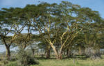 Africké stromy 1