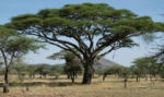 Africké stromy 2