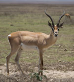 Fauna v Serengeti - antilopa 1 Fauna v Serengeti - antilopa 1