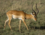 Fauna v Serengeti - antilopa 2 Fauna v Serengeti - antilopa 2