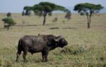 Fauna v Serengeti - buvol Fauna v Serengeti - buvol