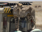 Fauna v Serengeti - gepard na autě Fauna v Serengeti - gepard na autě