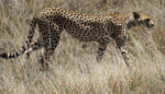 Fauna v Serengeti - gepard na lovu Fauna v Serengeti - gepard na lovu