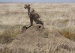 Fauna v Serengeti - gepard na termitišti Fauna v Serengeti - gepard na termitišti