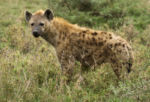 Fauna v Serengeti - hyena Fauna v Serengeti - hyena