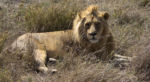 Fauna v Serengeti - lev