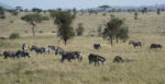 Fauna v Serengeti - zebry Fauna v Serengeti - zebry