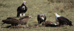 Fauna v Serengeti - úklid Fauna v Serengeti - úklid