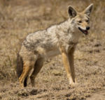 Fauna v Serengeti - šakal Fauna v Serengeti - šakal