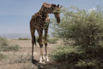 Krajina cestou k Serengeti Fauna v Serengeti - žirafy 2